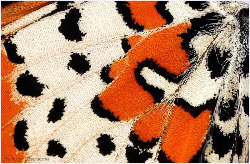 мегера, lasiommata megera, медведица, arctia caja О бабочках подробно фото превью