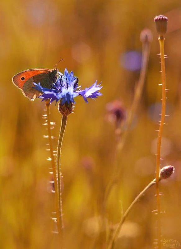 Łąkowe opowieści фото превью