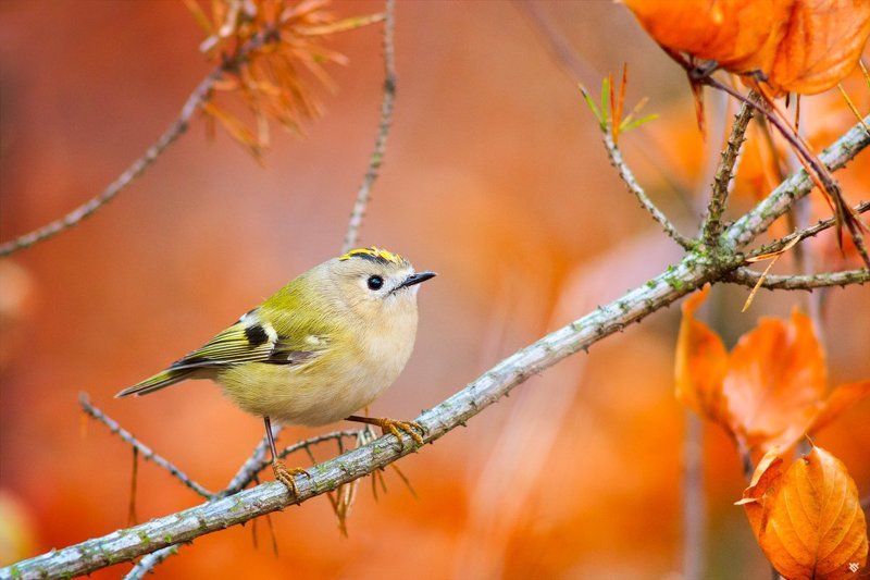 Goldcrest