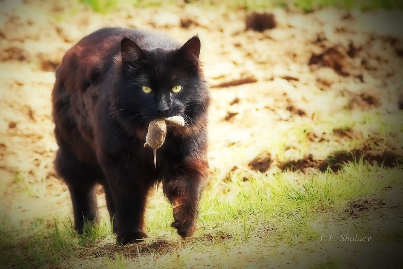 кот,кошка Predator фото превью