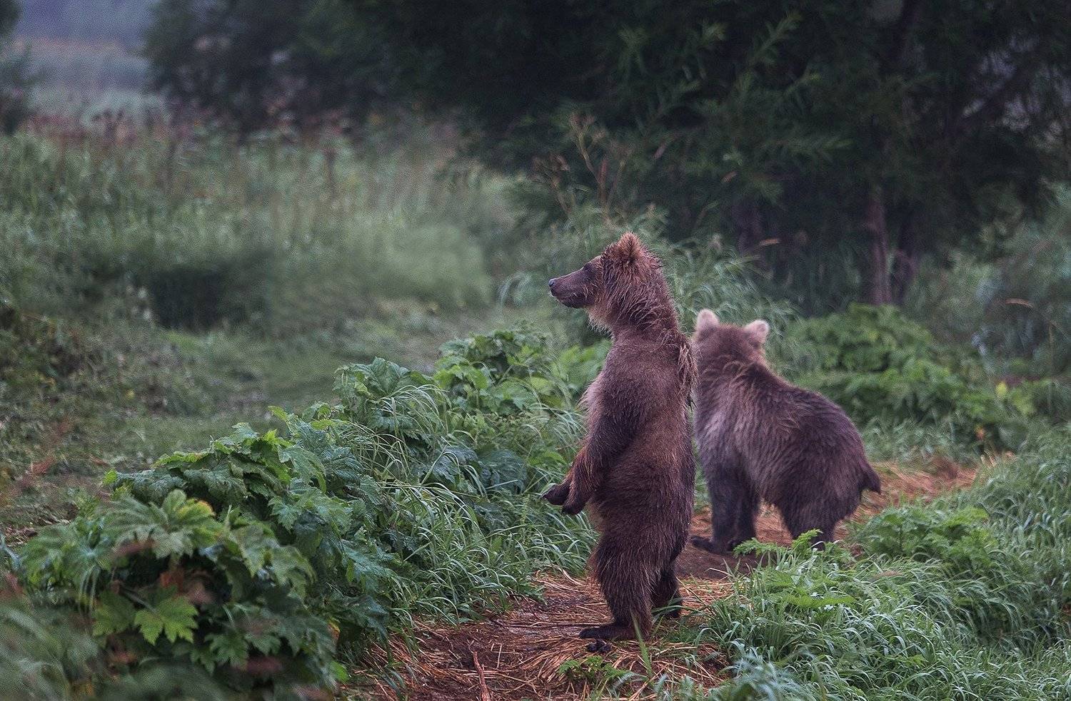 Камчатка, медведи, Власов Егор