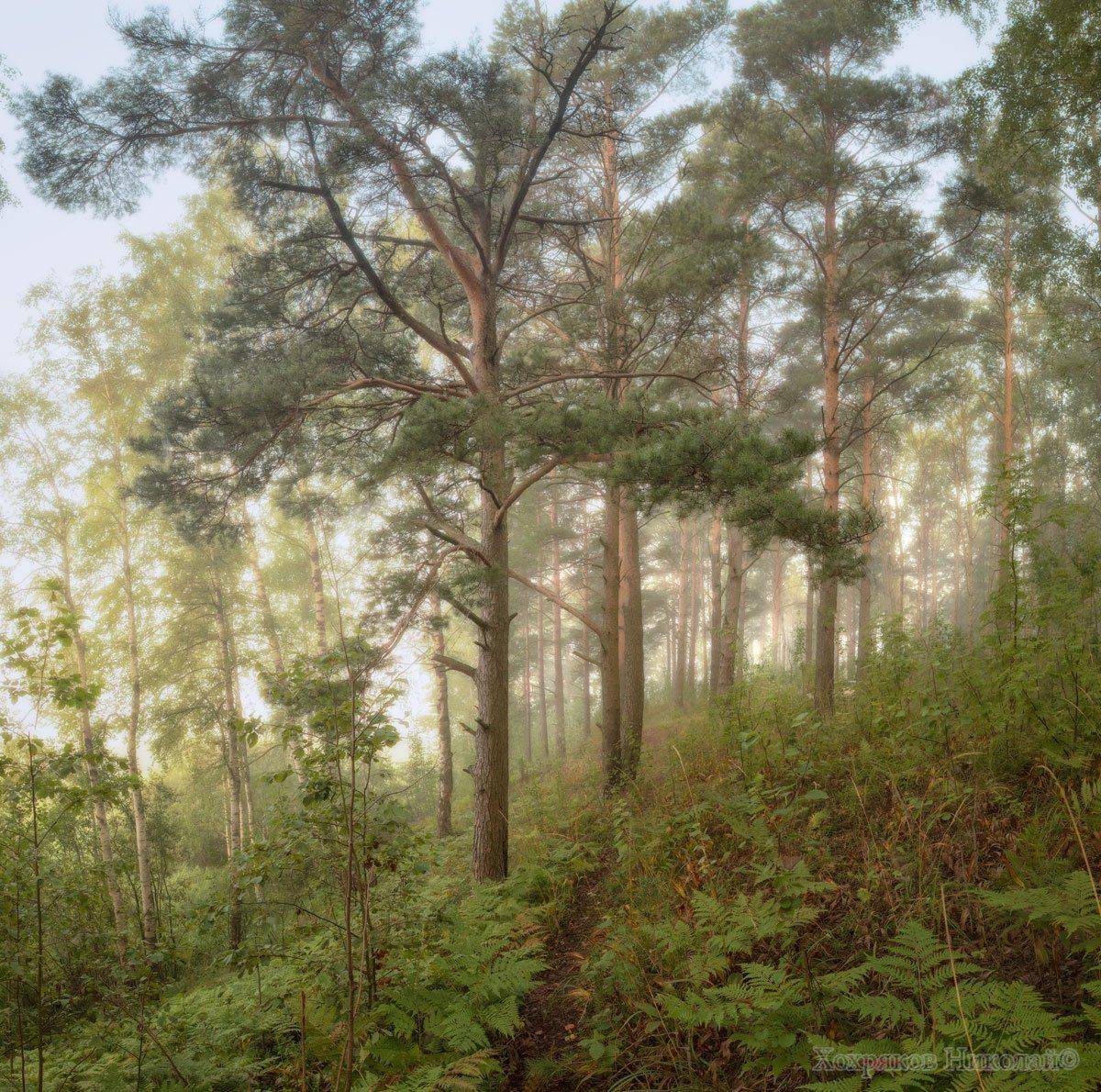 , Хохряков Николай