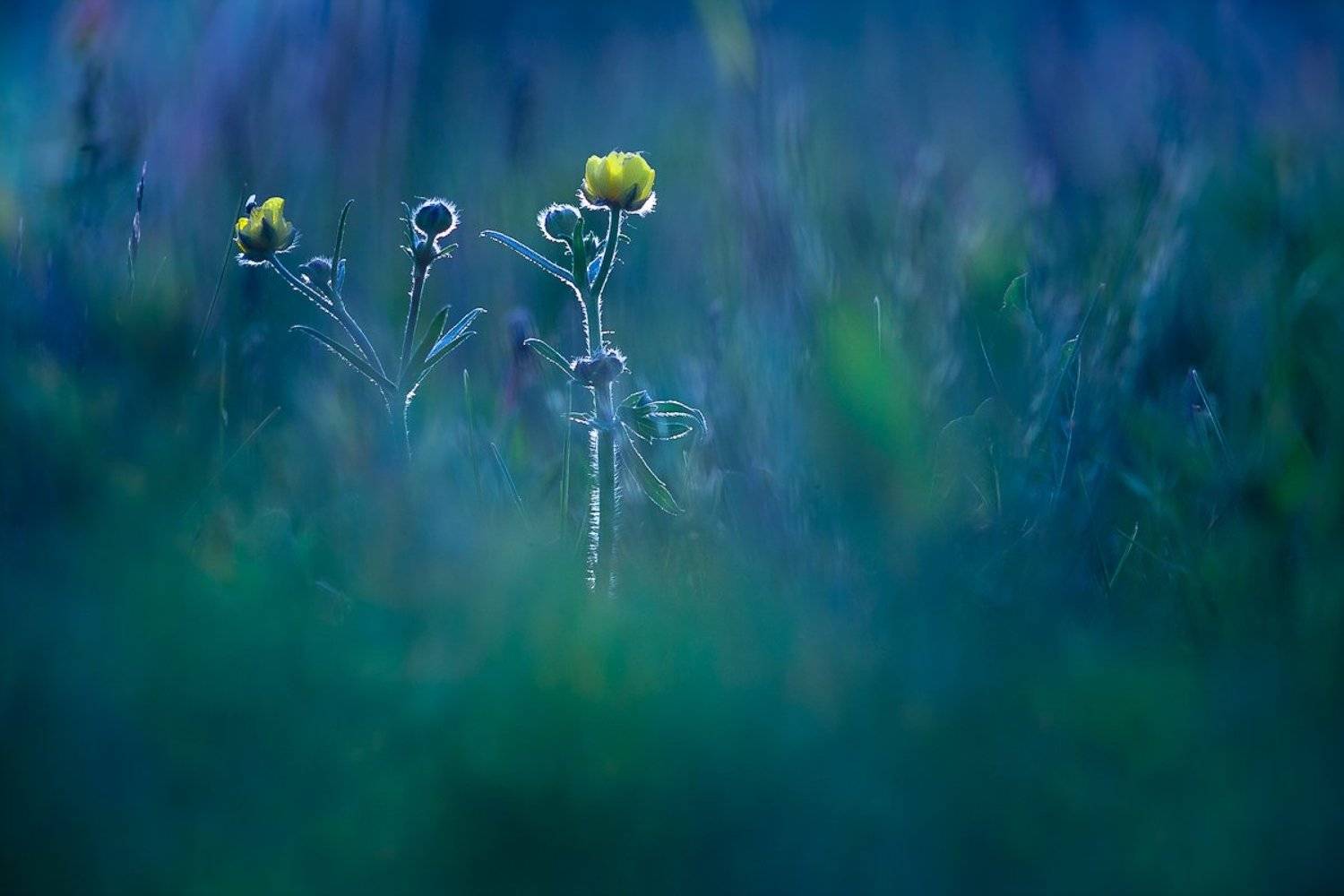 , Gabriel Prescornita