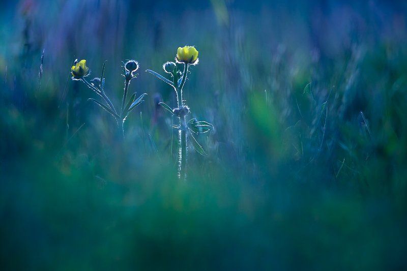 Magical spring фото превью