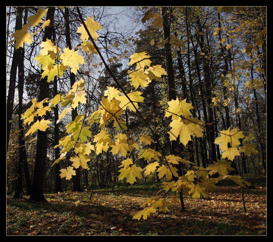 , Svetlana Tkachenko