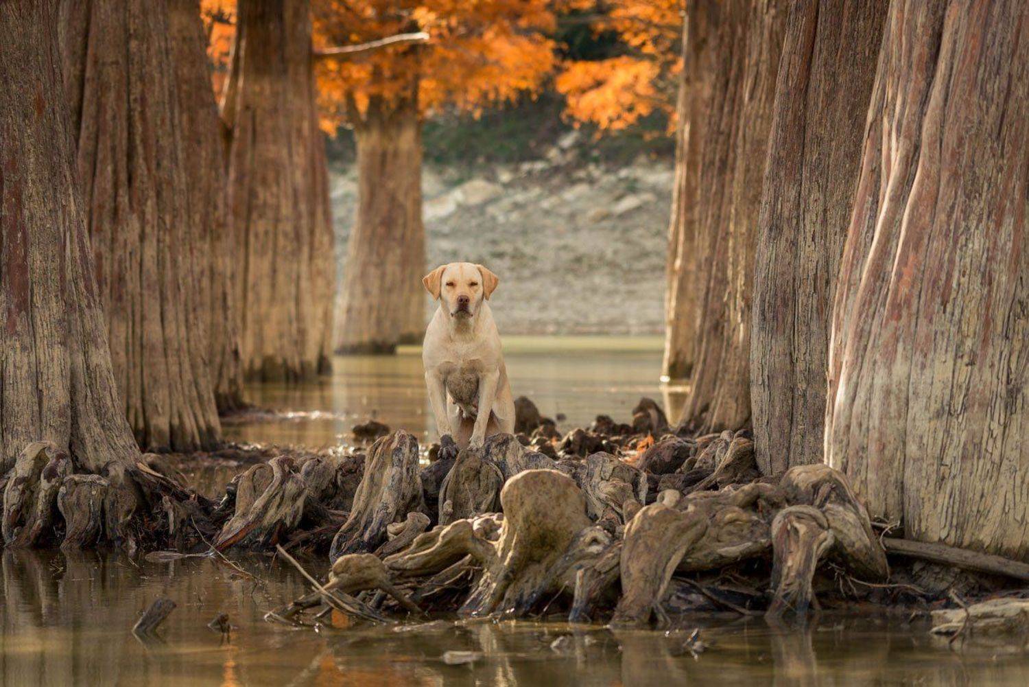 озеро, собака, сукко, природа, пейзаж, Алексей Яковлев