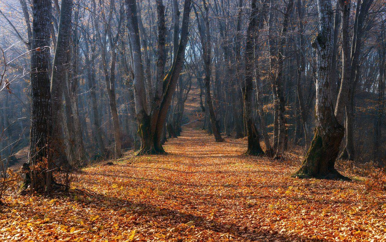 , Шевченко Юрий