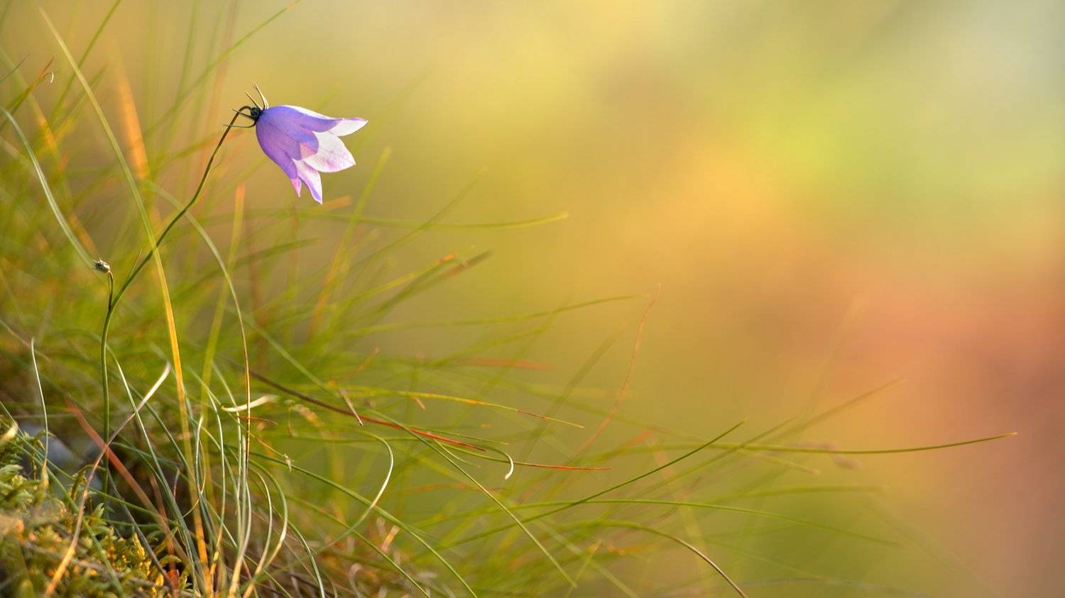 колокольчик,закат,природа,растения,макро,bell,bokeh,macro,flower, Александр Иванов