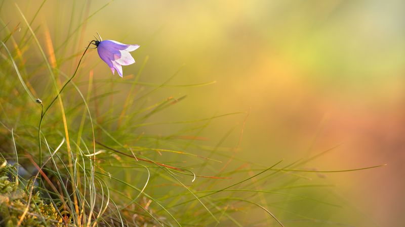 колокольчик,закат,природа,растения,макро,bell,bokeh,macro,flower Вечер ярких красок фото превью