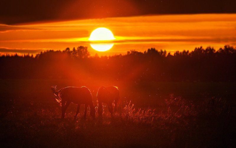 Закат для двоих фото превью