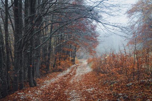 В осеннем горном лесу