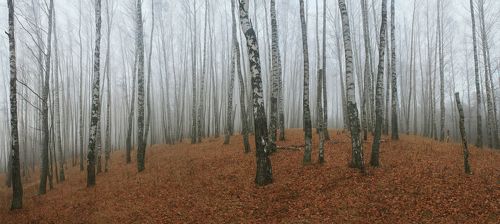 Русский лес )