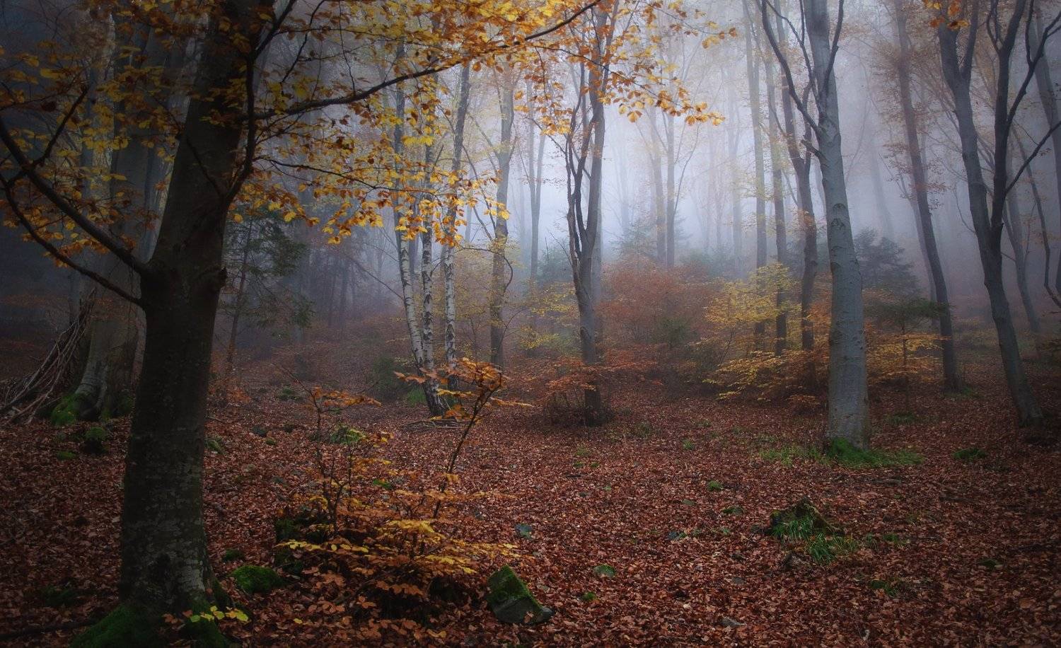 , Аделина Деветакова