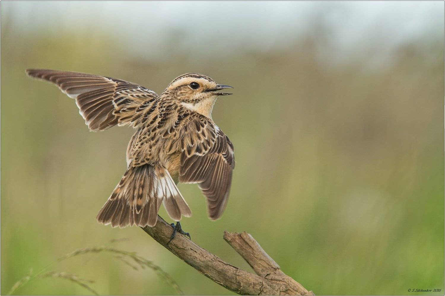 , Сергей Сильченков
