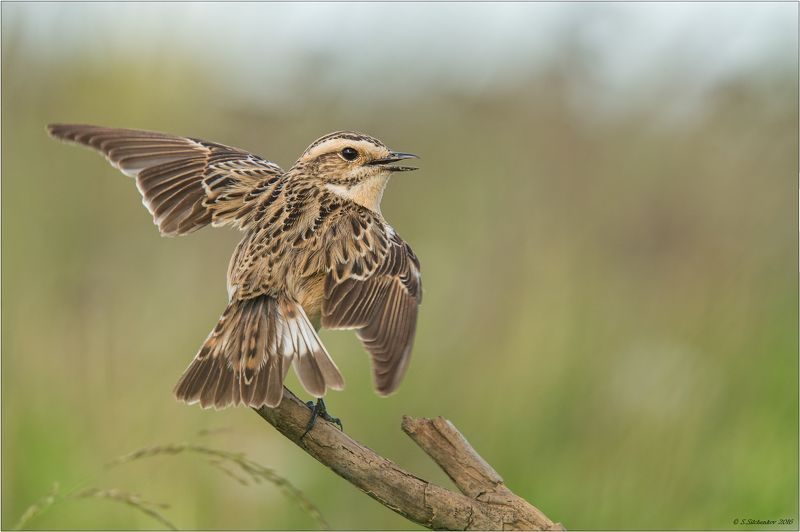 Я вернусь... фото превью
