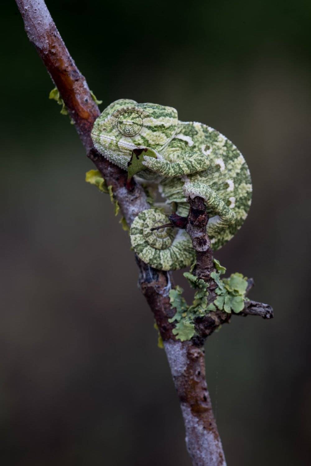 , Игорь ФУММ