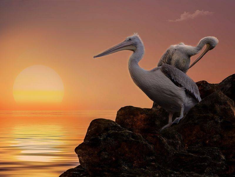 ****** фото превью