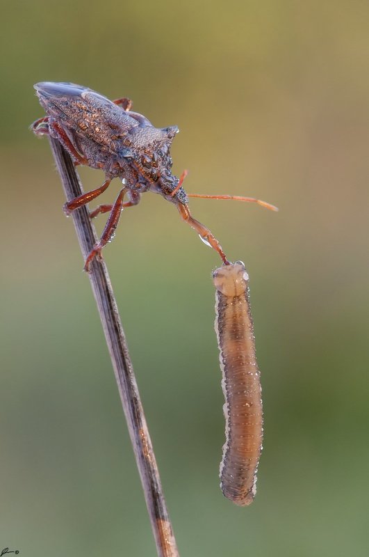 macro, makro, insect, wildlife, nature, Picromerus bidens фото превью