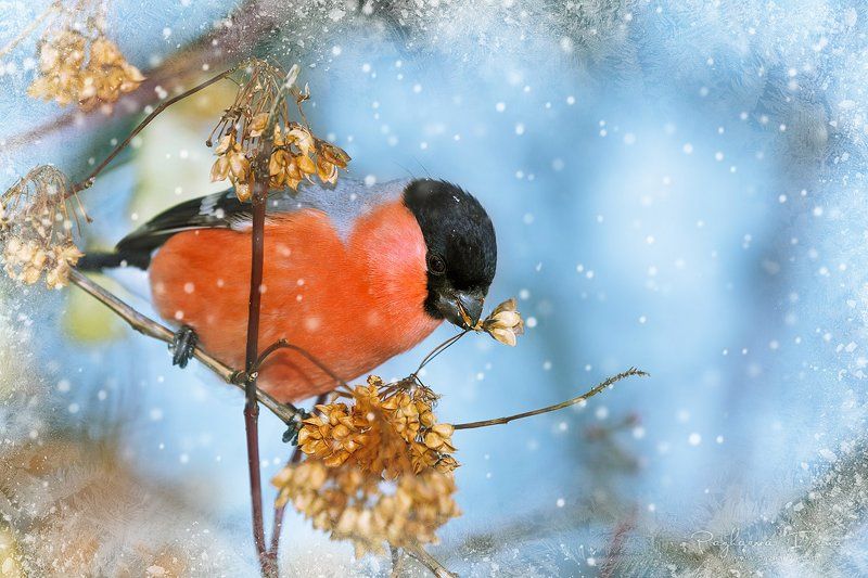 Новогодняя фото превью