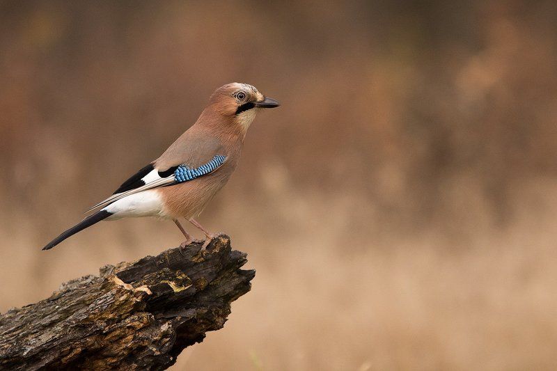 Сойка фото превью