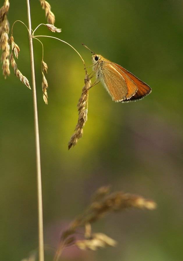 , Чепленко Алексей