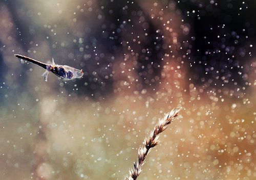 сквозь дождь и свет