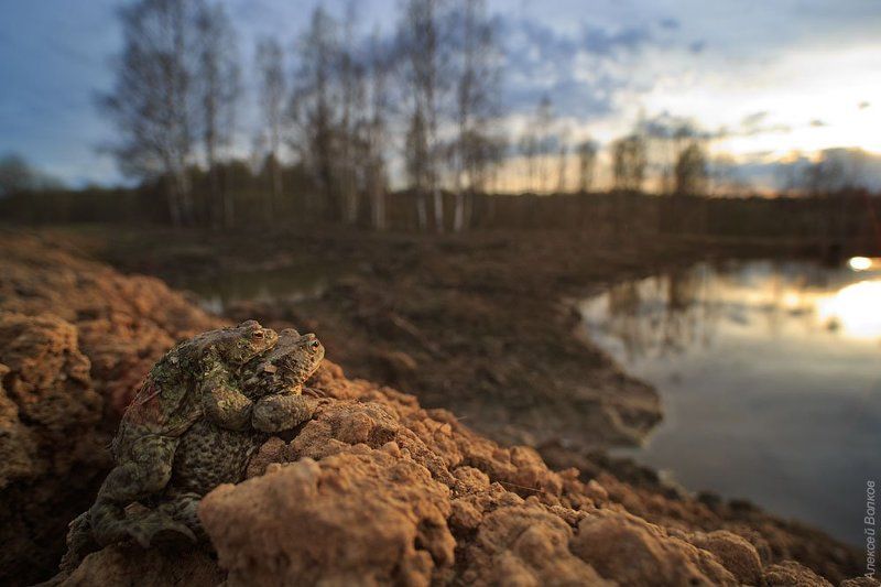 жаба, bufo bufo, природа, амфибия, земноводное Жабы на закате фото превью