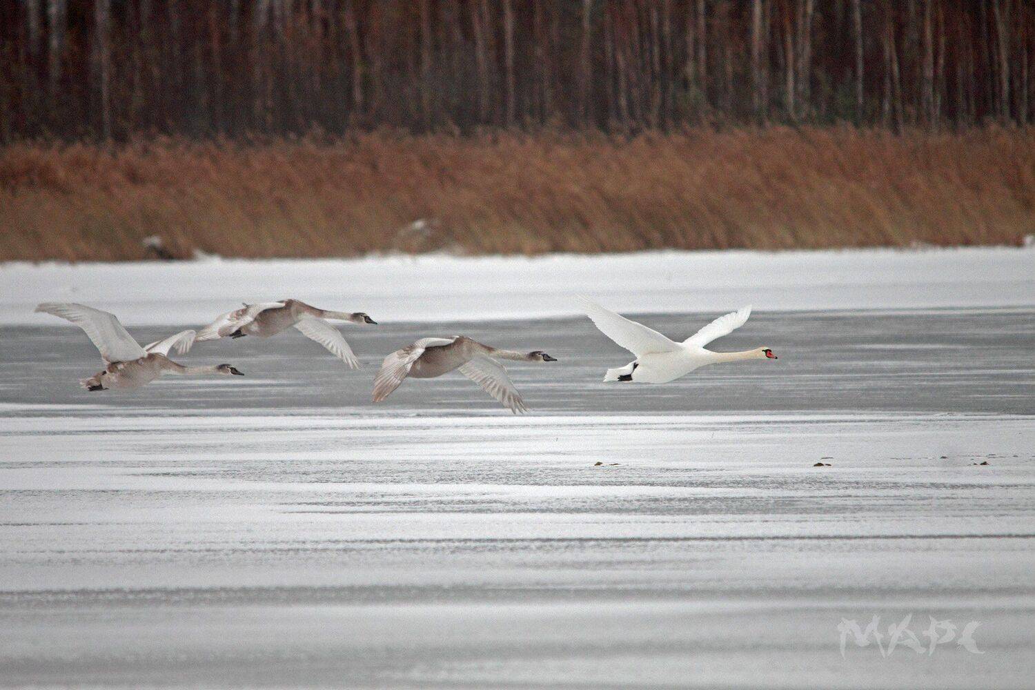 животные птицв лебеди озеро кандры-куль ноябрь, Шангареев Марс