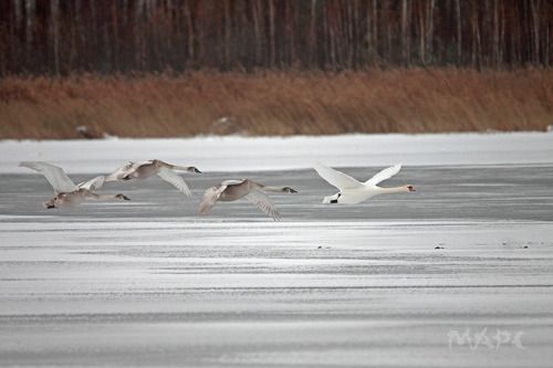 Лебеди ноября