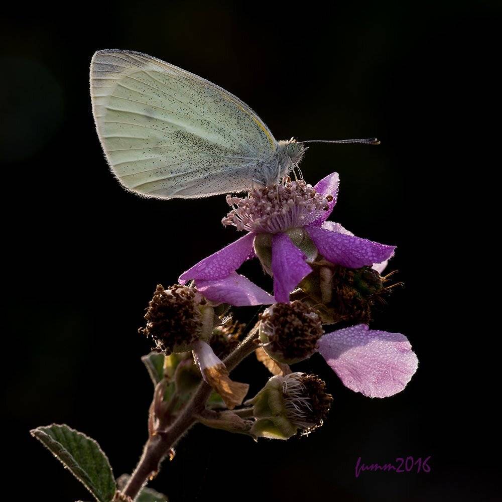 , Игорь ФУММ