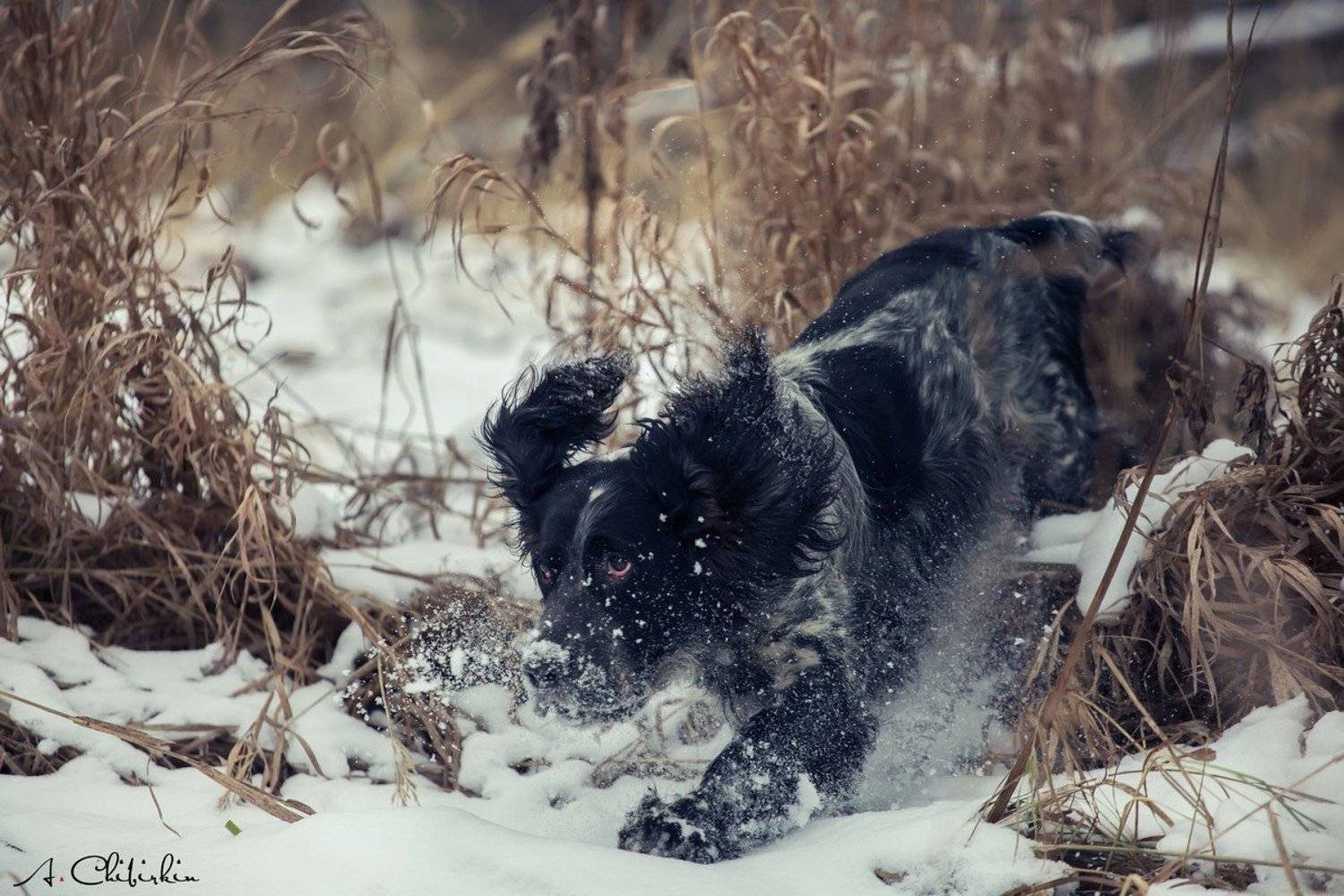 фотограф животных, саров, фотохудожник, александр чибиркин, английский, сеттер, собаки, охота, портрет, осень, рос, Александр Чибиркин