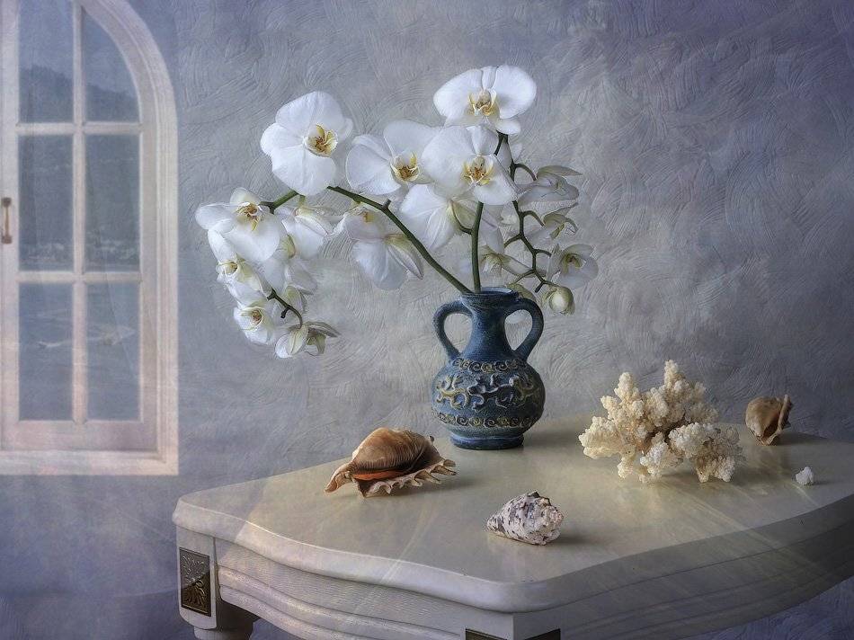 натюрморт,орхидея, ваза, ракушки, коралл, Ирина Приходько