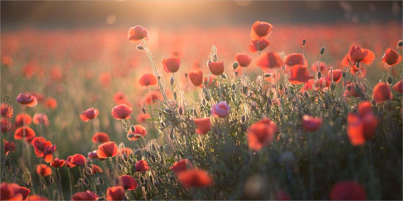 в краю красных маков... фото превью