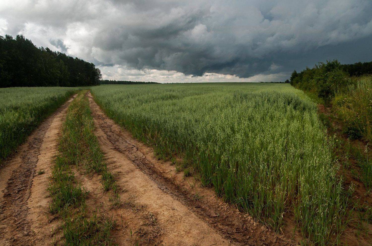 поле рожь ураган, Казаков Петр