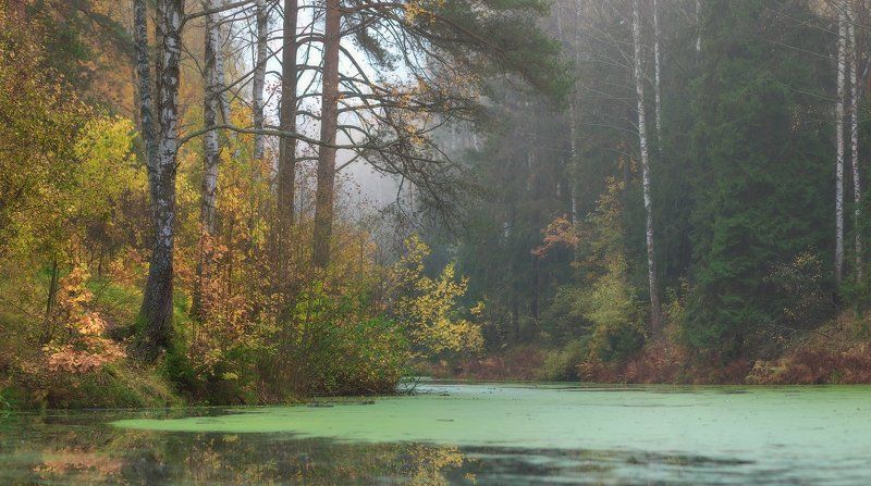 осень, павловск, павловский, павловский парк, питер, landscape, tsarskoyeselo, autumn Осень без солнца....... фото превью