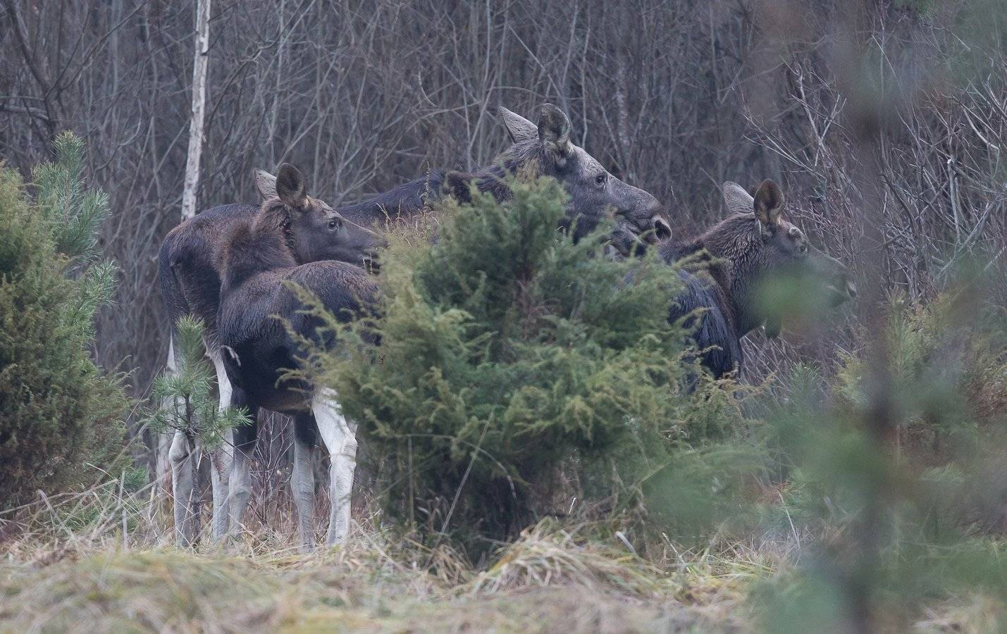 лось, Андрей Шимчук