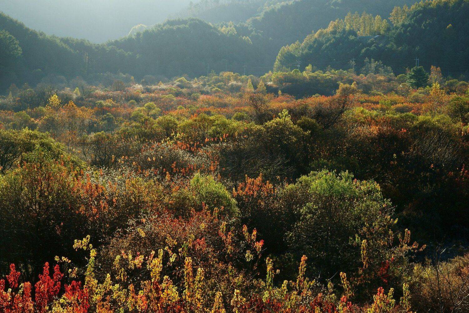 asia,korea,south korea,gangwondo province,autumn,sunlight,mountain,forest,nature,landscape,backlight,, Shin