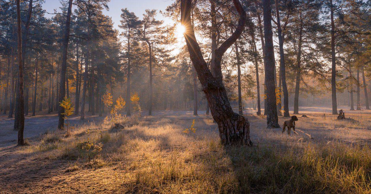 , Галанзовская Оксана