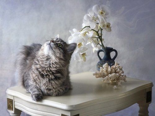 Я мечтала о морях и кораллах