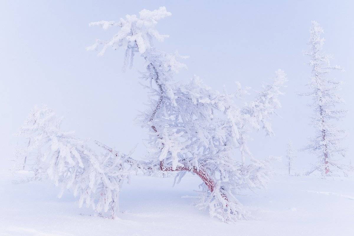 ямал, полярный урал, зима, мороз, снег, иней, лед, холод, север, russian landscape, north, yamal, urals, winter, frost, snow, ice, cold, Кирилл Уютнов