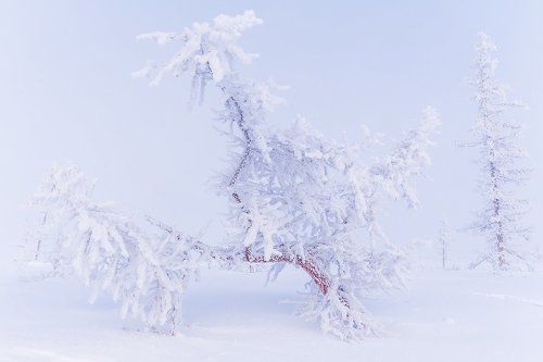 Белоснежное настроение