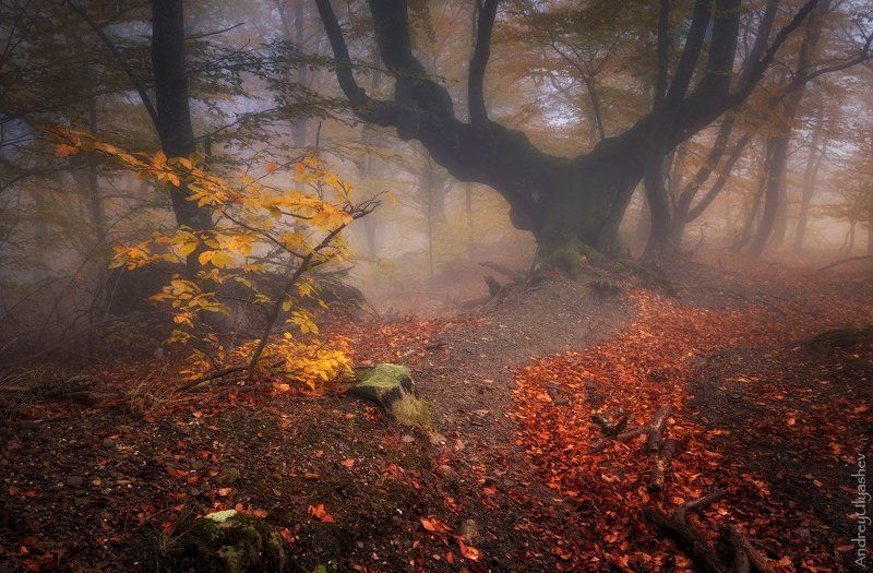 крым, демерджи, осень, лес, туман Тропинки осени фото превью