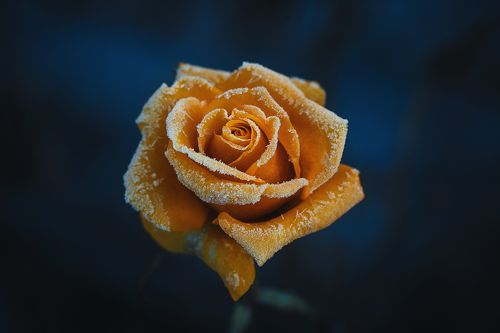 ***