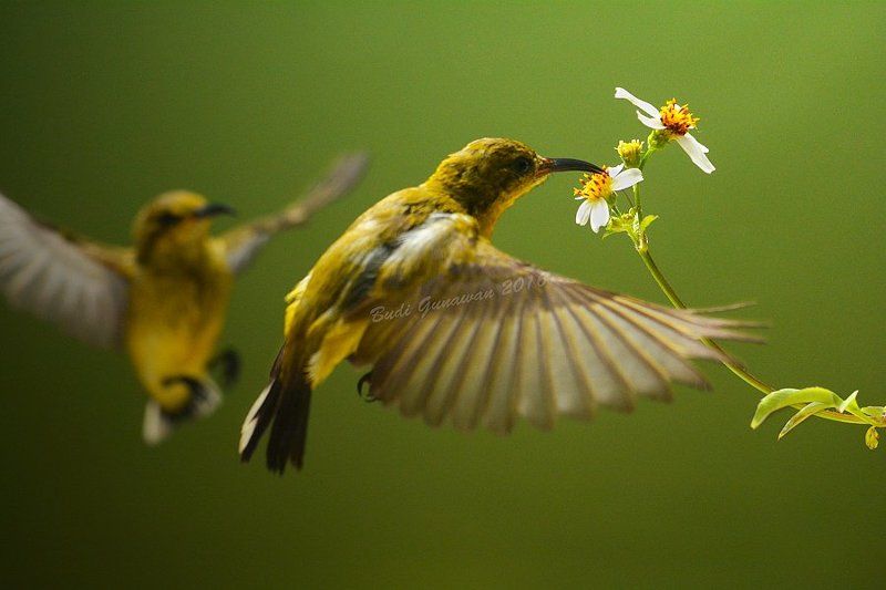 sunbird competition bird  competition фото превью