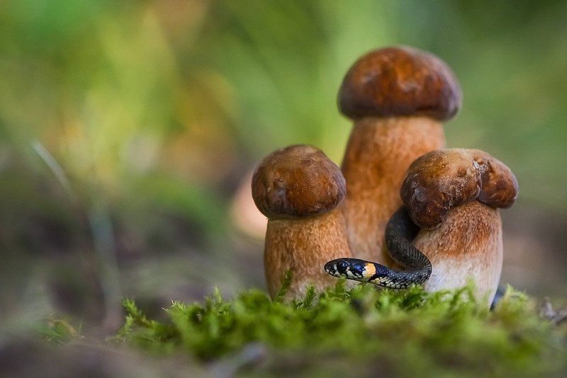 Хранитель фото превью