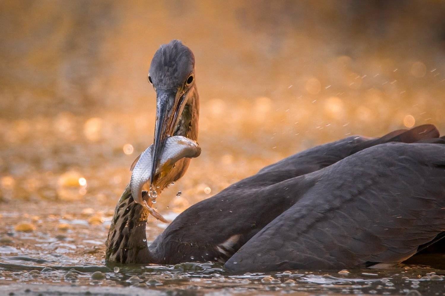 , Дмитрий Вилюнов
