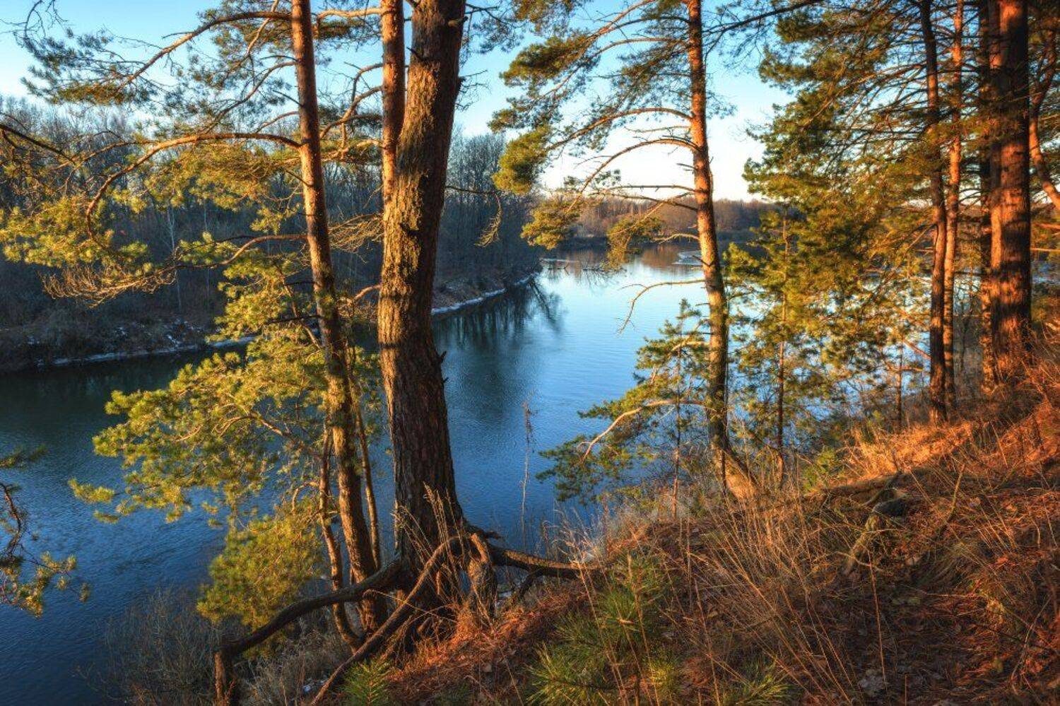 пейзаж,природа,сосны,сосновый бор,река,обрыв,россия,красота,небо,лес,сосновый лес,брянская область, Юлия Лаптева