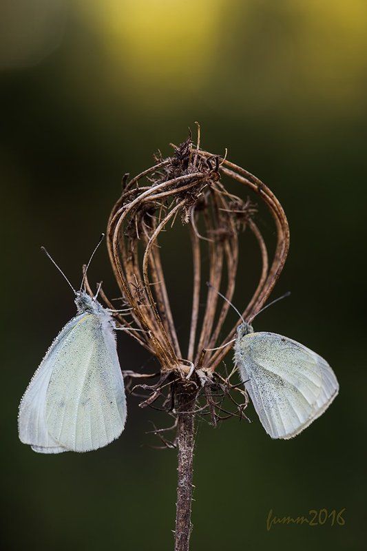 ИГРЫ ТРОНА фото превью