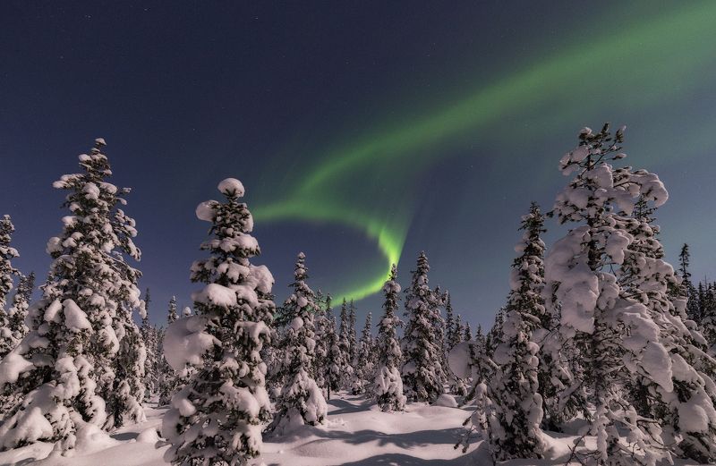 Aurora borealis, северное сияние Зимний лес фото превью