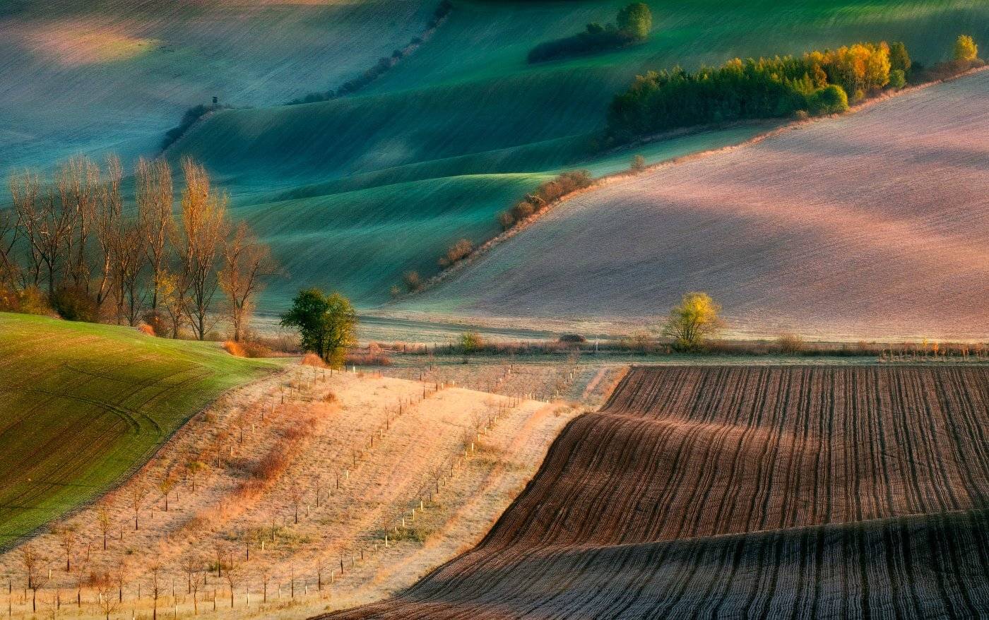 Моравия, волны, поля, утро, деревья, осень, рассвет, Cтанислав Малых